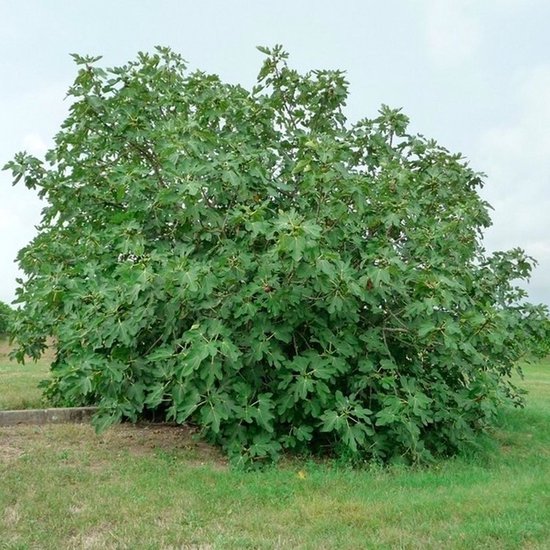 Volle vijgenboom met groene bladeren in een weiland