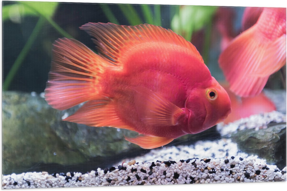 Vlag - Rode Papegaai Cichlide Vis Zwemmend in Aquarium - 105x70 cm Foto op Polyester Vlag