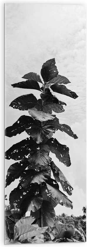 Acrylglas - Landschap - Planten - Bladeren - Zwart - Wit - 30x90 cm Foto op Acrylglas (Met Ophangsysteem)
