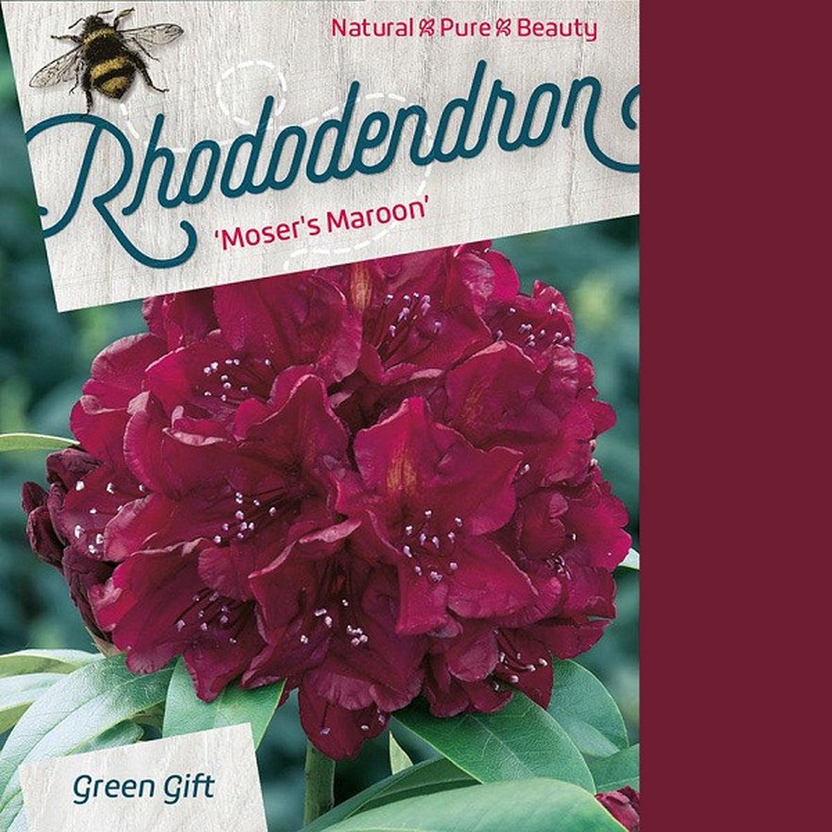 Rhododendron 'Moser's Maroon' - 40-50 cm