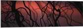 Acrylglas - Boom - Takken - Donker - Natuur - Rood - 120x40 cm Foto op Acrylglas (Wanddecoratie op Acrylaat)