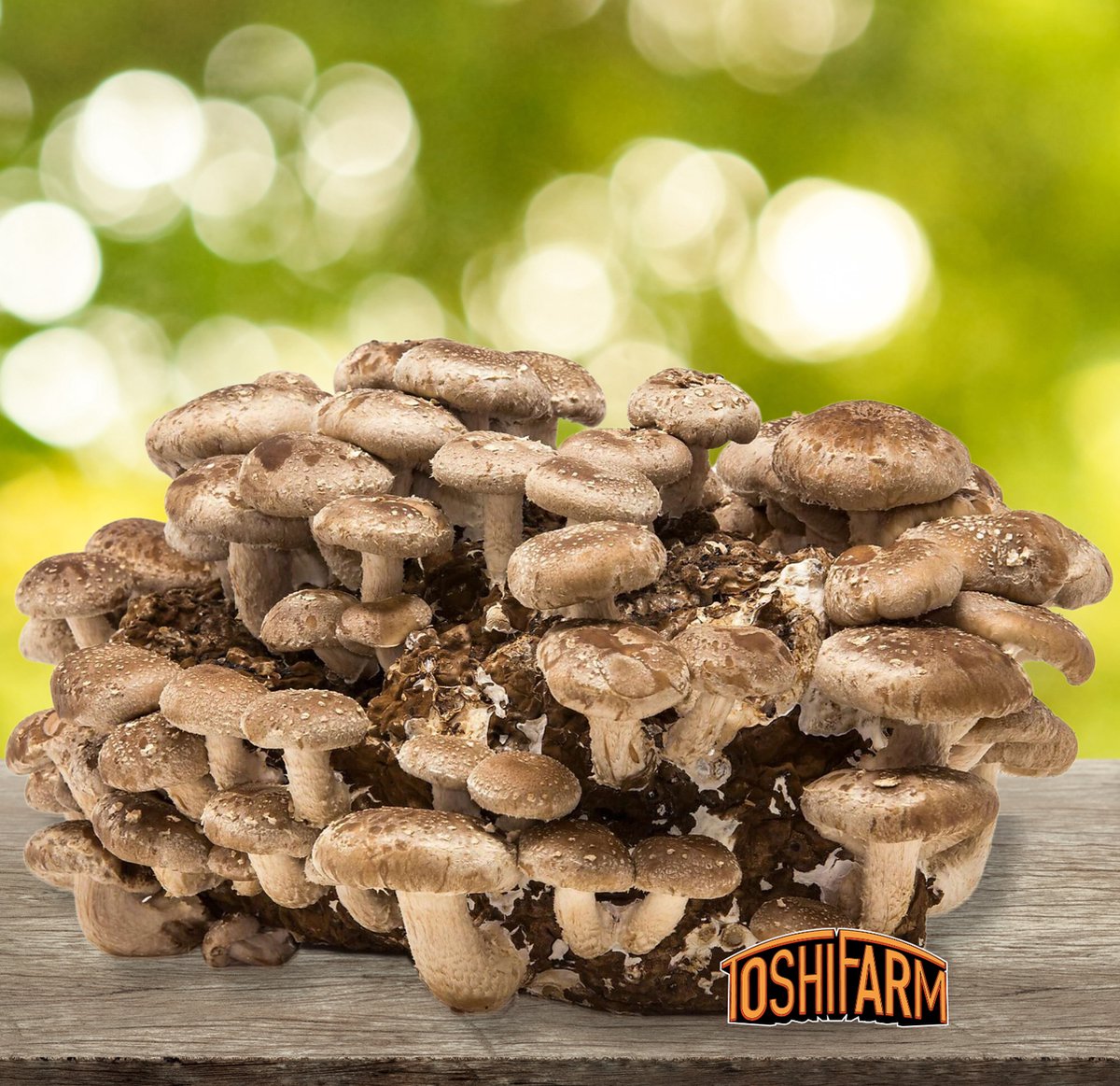 ToshiFarm Fruiting Block voor Shiitake (3kg) - 100% Biologisch - Shiitake Kweekset - Kweekset Japanse Paddenstoelen - Shiitake Kweken