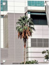 Tuinposter – Boom - Palmboom - Gebouw - Bladeren - 30x40 cm Foto op Tuinposter (wanddecoratie voor buiten en binnen)
