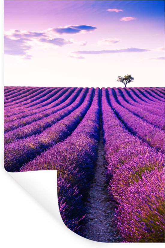 Kiwi Adesivo Murales – Wall Sticker Lavanda – 40x30 Cm – Rimovibile Per Pareti, Vetro, Piastrelle – Incluso Adesivo Di Prova E Istruzioni