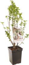 Prunus avium Cherry Boop ™ | Dwergkers | Ø 18 cm