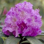 Rhododendron 'Alfred' - 40-50 cm