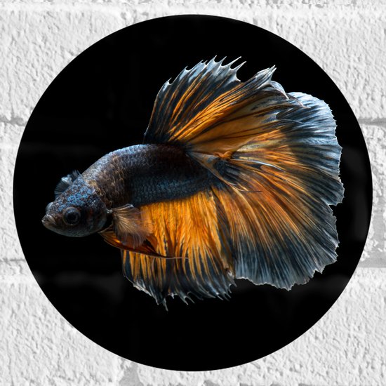 Muursticker Cirkel - Blauwe Vis met Oranje Details en Dansende Vinnen - 20x20 cm Foto op Muursticker