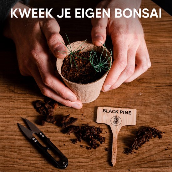 Handen die jonge Black Pine bonsai zaailingen planten in een pot.