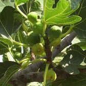 Vijg - Ficus carica - 40-50 cm