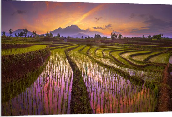 Dibond - Hoogstaand Water op Thaise Rijstvelden tijdens Zonsondergang - 120x80 cm Foto op Aluminium (Met Ophangsysteem)