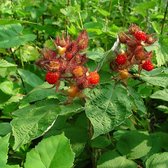 Japanse wijnbes - Rubus phoenicolasius - Struik 30-50 cm