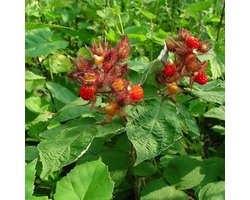 Japanse wijnbes - Rubus phoenicolasius - Struik 30-50 cm