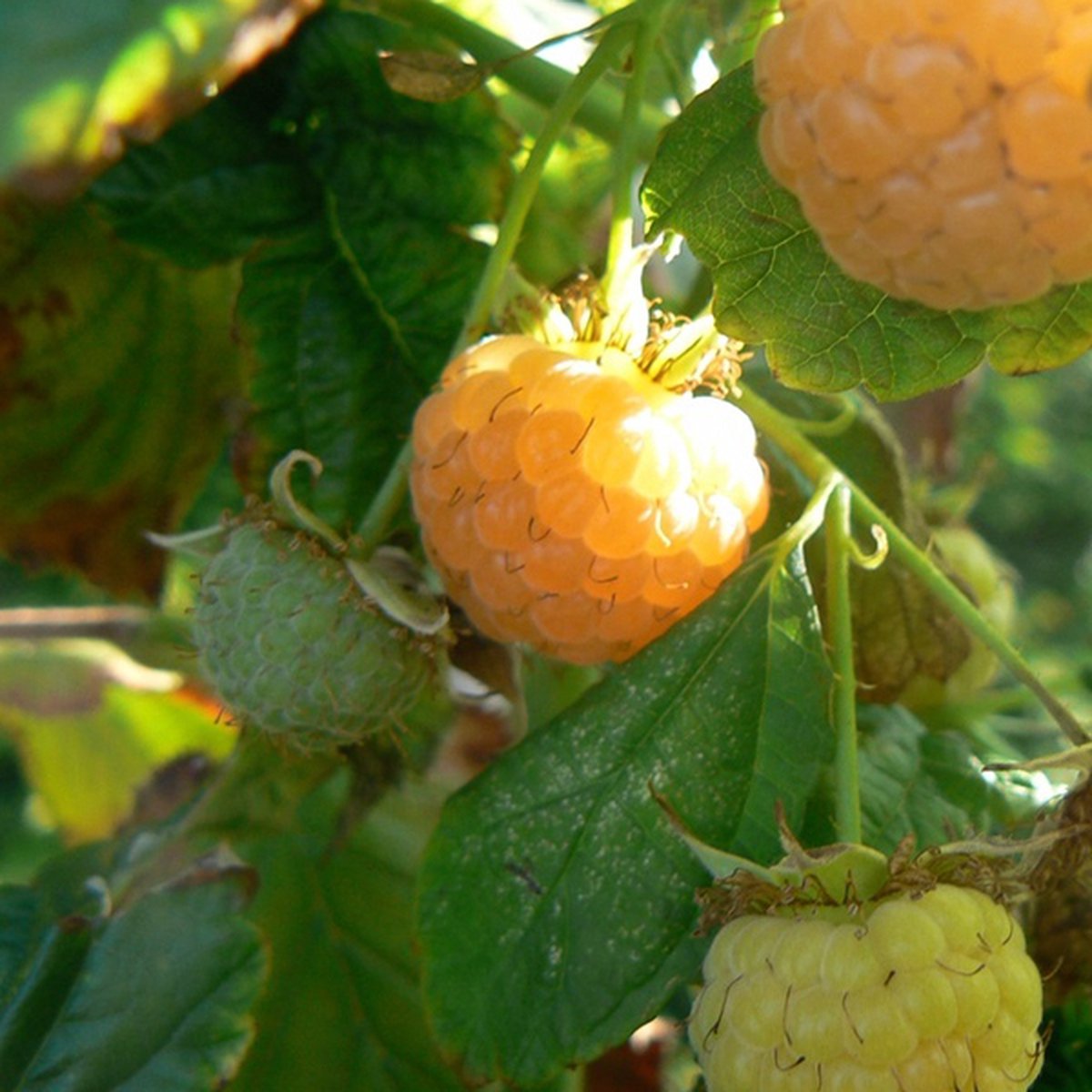 Plant in a Box - Rubus idaeus 'Fallgold' - Set de 3 - Framboisiers