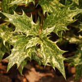 Schijnhulst - Osmanthus heterophyllus 'Goshiki' - 40-50 cm