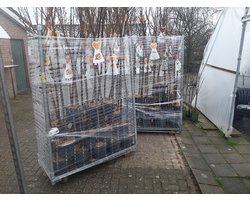 20x halfstam fruitbomen- Abrikoos-Nectarine- Perzik- Peer-Pruim-Appel- Amandel- Kers-20 planten-200 cm hoog