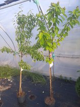 20x halfstam fruitbomen- Abrikoos-Nectarine- Perzik- Peer-Pruim-Appel- Amandel- Kers-20 planten-200 cm hoog