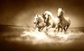 Fotobehang Paarden in het water XXL – 368 x 254 cm - Sepia