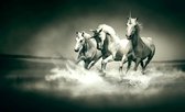 Fotobehang Paarden in het water XXL – 368 x 254 cm - Zwart Wit