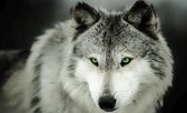 Wolf Animal Photo Wallcovering