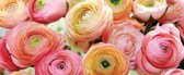 Flowers Peonies Colours Photo Wallcovering