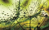 Papier peint photo Polaire | Fleurs | Vert | 368x254cm (lxh)