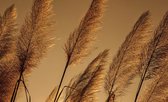 Grasses Blowing In The Wind Photo Wallcovering