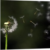 Acrylglas - Bloem - Paardenbloem - Pluisjes - Wit - Natuur - 80x80 cm Foto op Acrylglas (Wanddecoratie op Acrylaat)