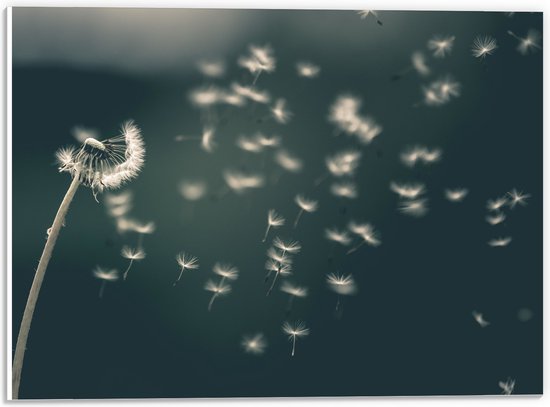 PVC Schuimplaat - Bloem - Paardenbloem - Natuur - Pluisjes - 40x30 cm Foto op PVC Schuimplaat (Met Ophangsysteem)