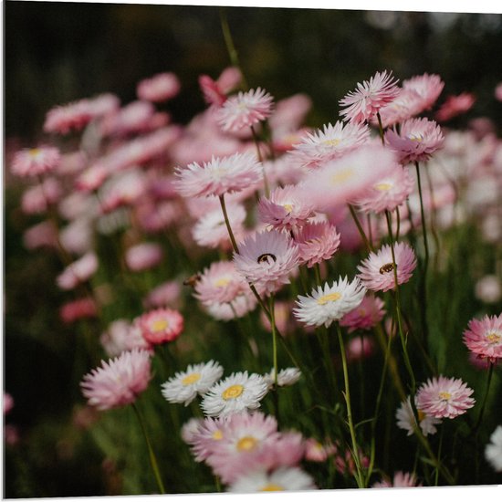 Acrylglas - Bloemen - Bomen - Bossen - Roze - 80x80 cm Foto op Acrylglas (Met Ophangsysteem)