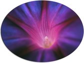 Dibond Ovaal - Bloem - Roze - Licht - 68x51 cm Foto op Ovaal (Met Ophangsysteem)