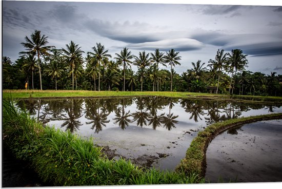 Dibond - Palmbomen langs Hoogstaand Water op Rijstvelden - 90x60 cm Foto op Aluminium (Wanddecoratie van metaal)