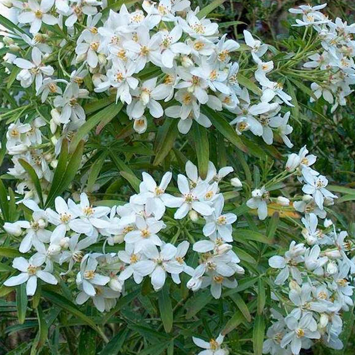 Mexicaanse oranjebloesem - Choisya 'Aztec Pearl' 40-50 cm