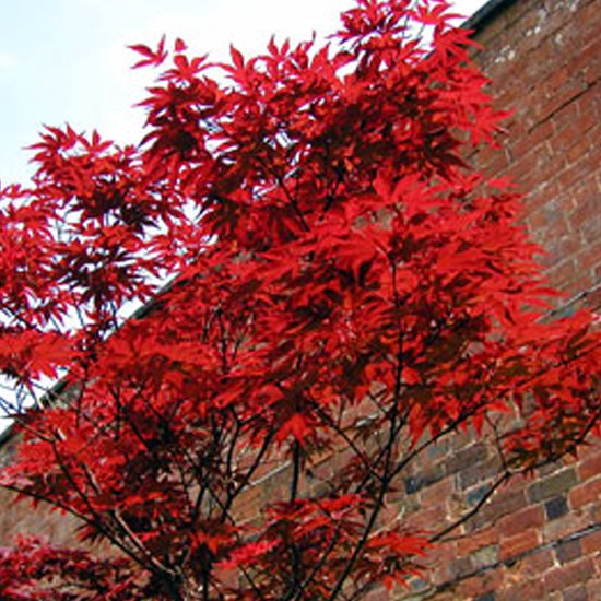 Rode Japanse Esdoorn - Acer palmatum 'Atropurpureum'