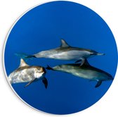 PVC Schuimplaat Muurcirkel - Groep Dolfijnen Zwemmend door de Grote Oceaan - 20x20 cm Foto op Muurcirkel (met ophangsysteem)