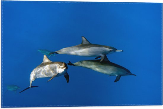 Vlag - Groep Dolfijnen Zwemmend door de Grote Oceaan - 60x40 cm Foto op Polyester Vlag