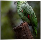 Dibond - Groene Amazone Papegaai Zittend op Boomstronk in het Bos - 50x50 cm Foto op Aluminium (Wanddecoratie van metaal)