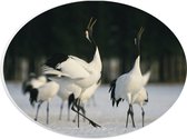 PVC Schuimplaat Ovaal - Fluitende Kraanvogels in landschap Vol met Sneeuw - 28x21 cm Foto op Ovaal (Met Ophangsysteem)