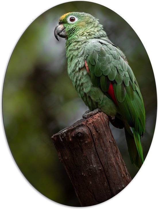 Dibond Ovaal - Groene Amazone Papegaai Zittend op Boomstronk in het Bos - 81x108 cm Foto op Ovaal (Met Ophangsysteem)
