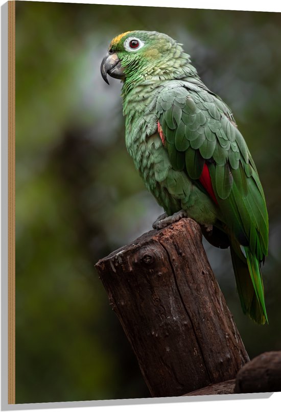 Hout - Groene Amazone Papegaai Zittend op Boomstronk in het Bos - 70x105 cm - 9 mm dik - Foto op Hout (Met Ophangsysteem)
