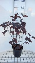 Physocarpus opulifolius 'Midnight' - Blaasspirea, Sneeuwbalspirea 40 - 60 cm in pot