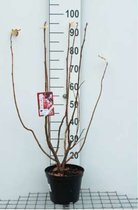 Ribes sanguineum 'Pulborough Scarlet' - Siertrosbes 50 - 60 cm in pot