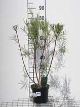 Salix elaeagnos 'Angustifolia' - Rozemarijnwilg, Grijze Wilg 50 - 60 cm in pot