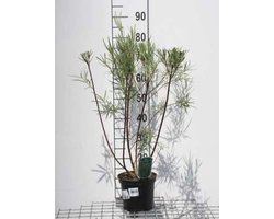 Salix elaeagnos 'Angustifolia' - Rozemarijnwilg, Grijze Wilg 50 - 60 cm in pot