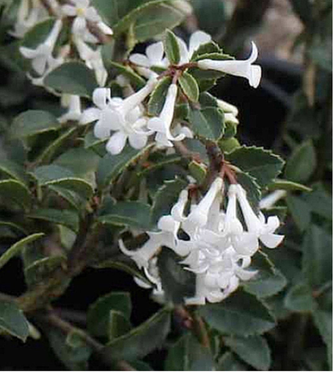 Osmanthus delavayi - Schijnhulst 30 - 40 cm in pot