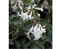 Osmanthus delavayi - Schijnhulst 30 - 40 cm in pot