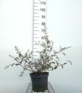 Teucrium fruticans 'Azureum' - Gamander 30 - 40 cm in pot