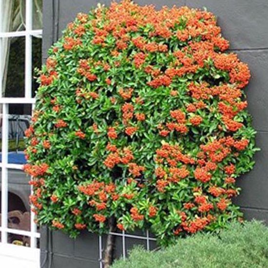 Vuurdoorn - Pyracantha 'Teton' 30-40 cm