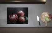 Inductieplaat Beschermer - Close-up van Drie Koningsprotea Bloemen tegen Donkere Achtergrond - 60x52 cm - 2 mm Dik - Inductie Beschermer van Vinyl