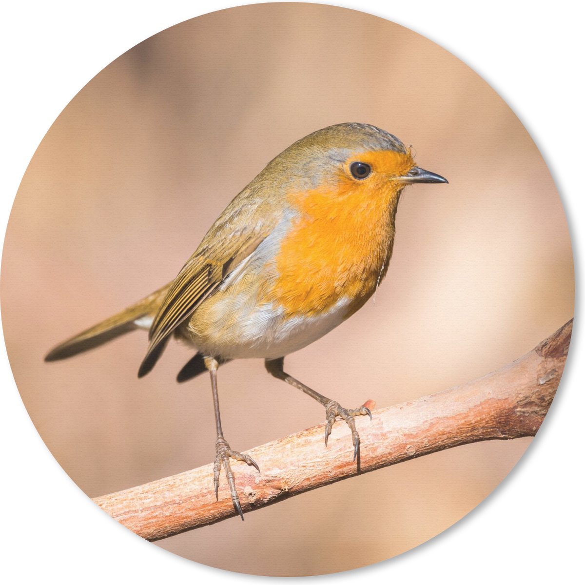 Muismat rond 40x40 cm - Mousepad Vogel - Tak - Roodborstje - Ronde muismatten