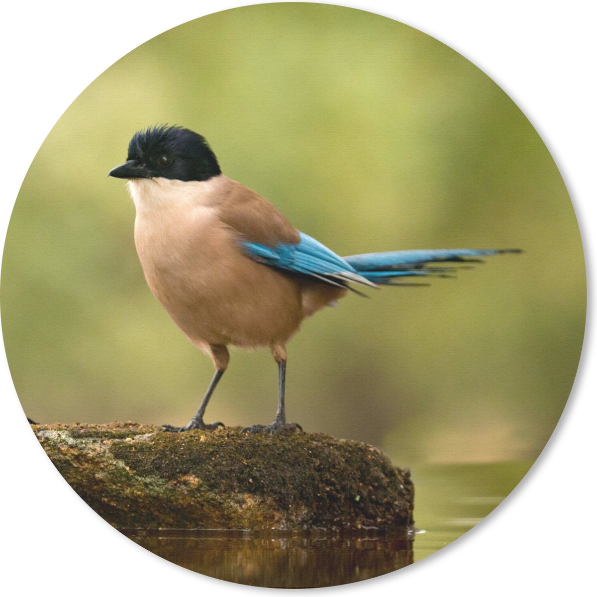 Muismat rond 20x20 cm - Mousepad Ekster - Vogel - Mos - Ronde muismatten